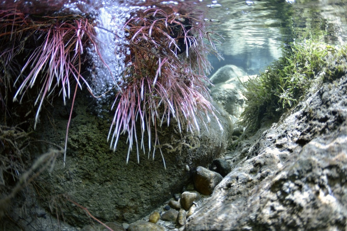 Rivière le Chéran – Annexe hydraulique à Cusy – Haute-Savoi